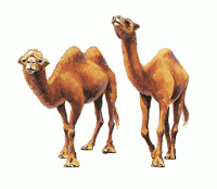 Camel-info0